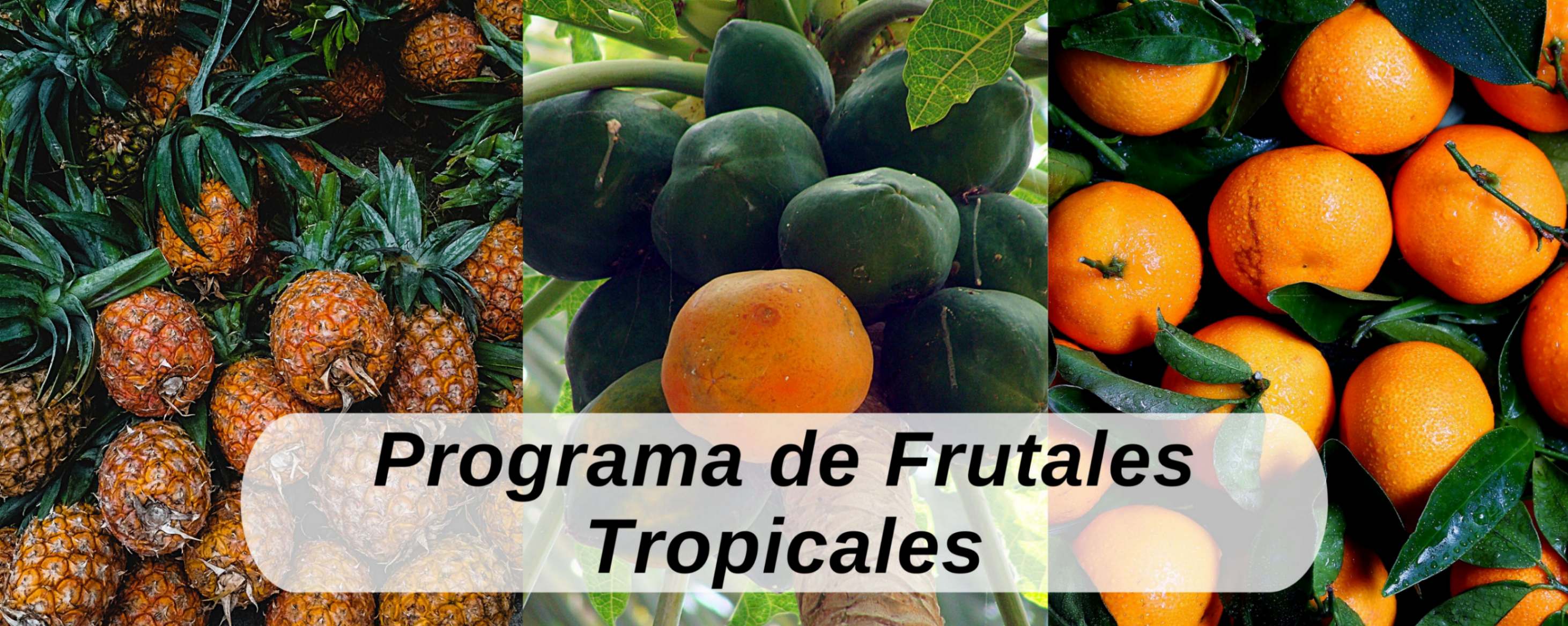 Frutales ICTA Guatemala